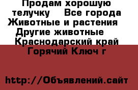 Продам хорошую телучку. - Все города Животные и растения » Другие животные   . Краснодарский край,Горячий Ключ г.